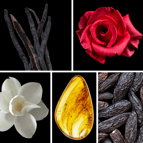 Duftnoten: Vanille, Rose, Magnolie, Bernstein, Tonkabohne